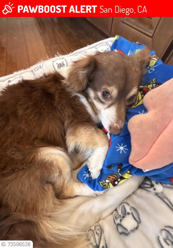 Lost Male Dog last seen Near Clairemont Mesa blvd, San Diego, CA 92117