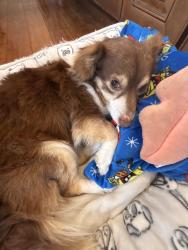 Lost Male Dog last seen Near Clairemont Mesa blvd, San Diego, CA 92117
