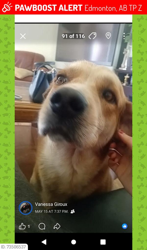 Lost Male Dog last seen Near 159st Edmonton, Edmonton, AB T5P 2Z2