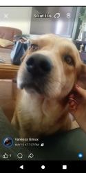 Lost Male Dog last seen Near 159st Edmonton, Edmonton, AB T5P 2Z2