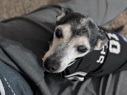 Reunited Male Dog last seen Near Windgate W Rd, Oklahoma City, OK 73179, USA, Oklahoma City, OK 73179