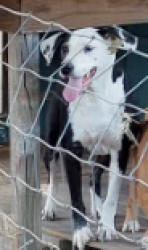 Reunited Male Dog last seen Ashley Wilson and County Road 809, Sweeny, TX 77480