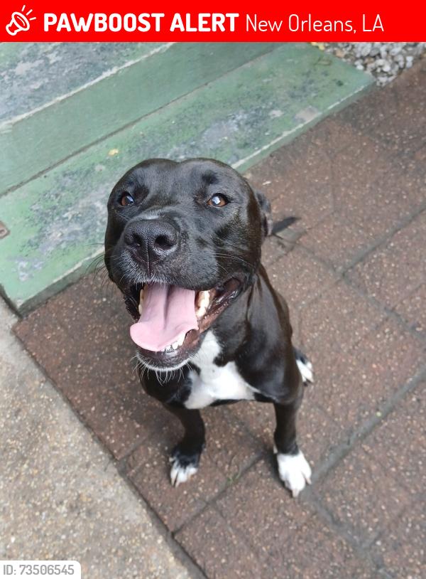 Lost Female Dog last seen Elysian fields avenue and Allen toussaint, New Orleans, LA 70122