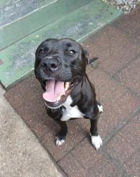 Lost Female Dog last seen Elysian fields avenue and Allen toussaint, New Orleans, LA 70122
