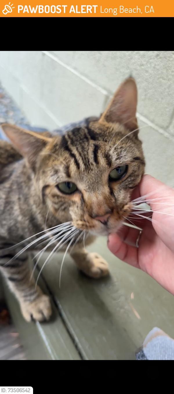 Found/Stray Male Cat last seen On Long Beach Blvd, right after Wardlow but before E Bixby Rd., Long Beach, CA 90807