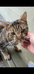 Found/Stray Male Cat last seen On Long Beach Blvd, right after Wardlow but before E Bixby Rd., Long Beach, CA 90807