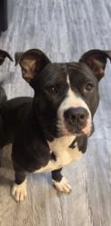 Reunited Female Dog last seen Near w park ave, Chandler, AZ 85225