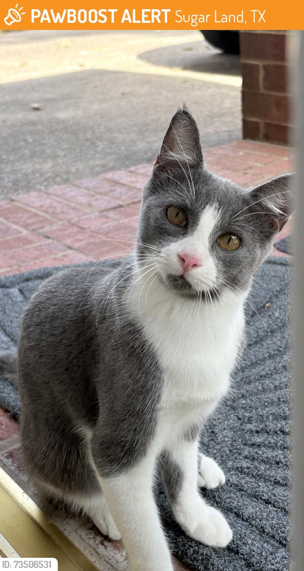 Found/Stray Unknown Cat last seen Blue Mist Drive and Enchanted Circle West, Sugar Land, TX 77498