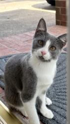 Found/Stray Unknown Cat last seen Blue Mist Drive and Enchanted Circle West, Sugar Land, TX 77498