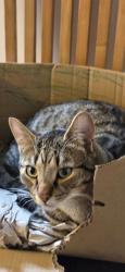 Lost Male Cat last seen Kettlethorpe, West Yorkshire, England WF2 7QD