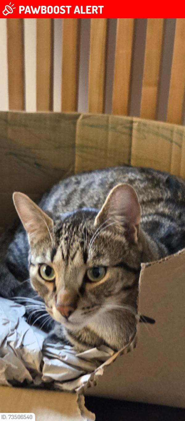 Lost Male Cat last seen Kettlethorpe, West Yorkshire, England WF2 7QD