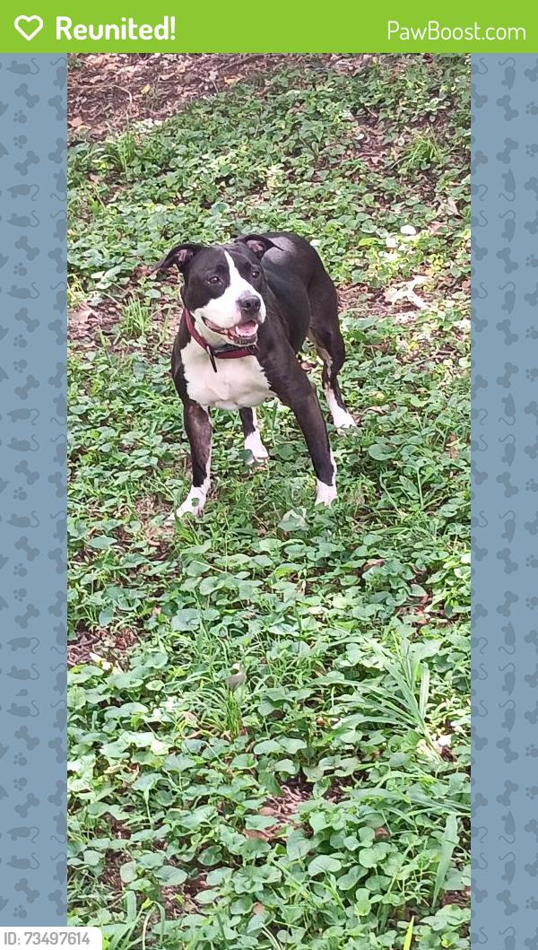 Reunited Female Dog last seen Near east d street,, Belleville, IL 62220