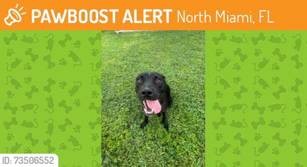Found/Stray Female Dog last seen Miami Dade College North Campus Area, North Miami, FL 33161
