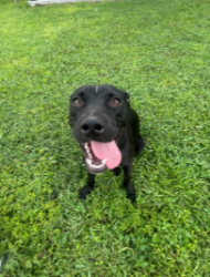 Found/Stray Female Dog last seen Miami Dade College North Campus Area, North Miami, FL 33161
