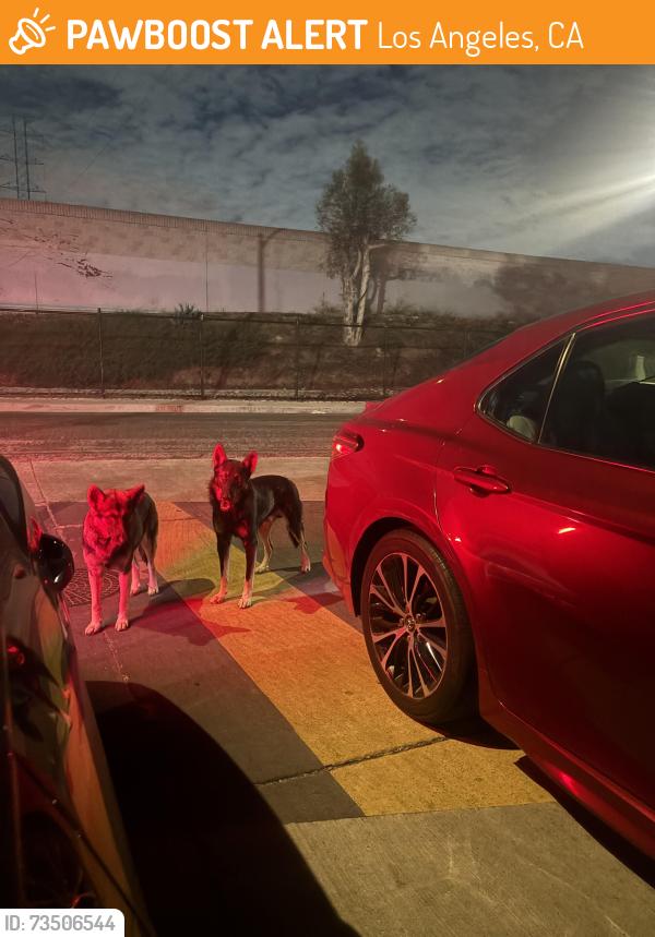 Found/Stray Unknown Dog last seen Century/Fig, Los Angeles, CA 90003
