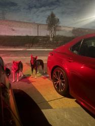Found/Stray Unknown Dog last seen Century/Fig, Los Angeles, CA 90003