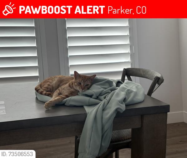 Lost Male Cat last seen Delbert and Parker, Parker, CO 80138