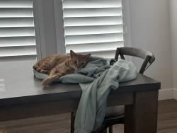 Lost Male Cat last seen Delbert and Parker, Parker, CO 80138
