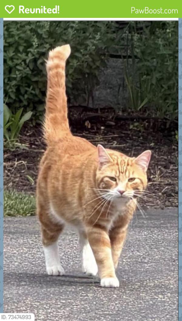 Reunited Male Cat last seen Stonybrook lane, Westford, Westford, MA 01886