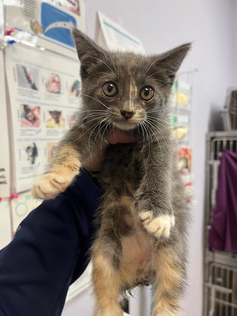 Shelter Stray Female Cat last seen Bexar County, 3353 Morningside Dr, New Braunfels, TX 78132, USA