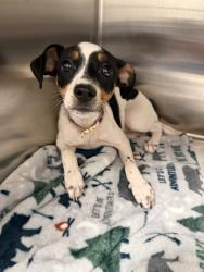 Shelter Stray Female Dog last seen Forest park, 8485 E Reno Ave, Midwest City, OK 73110, USA