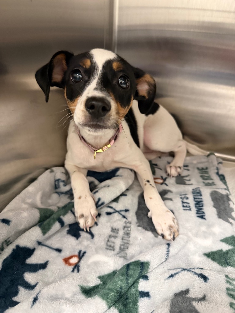 Shelter Stray Female Dog last seen Forest park, 8485 E Reno Ave, Midwest City, OK 73110, USA