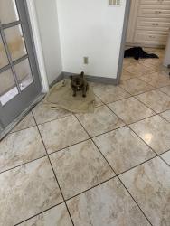 Lost Female Dog last seen Marley dr off Victoria, Riverside, CA 92506