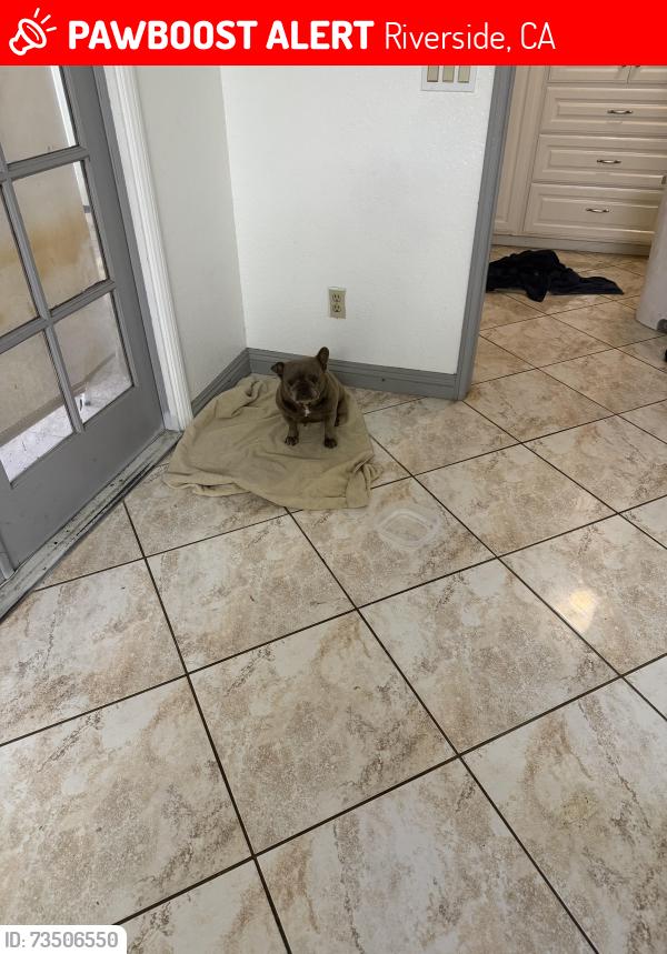 Lost Female Dog last seen Marley dr off Victoria, Riverside, CA 92506