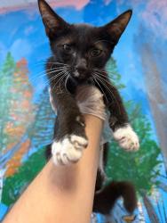 Shelter Stray Male Cat last seen Bexar County, 3353 Morningside Dr, New Braunfels, TX 78132, USA