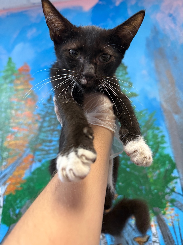 Shelter Stray Male Cat last seen Bexar County, 3353 Morningside Dr, New Braunfels, TX 78132, USA