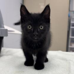 Shelter Stray Male Cat last seen , 593 Fairview Ave N, St Paul, MN 55104, USA