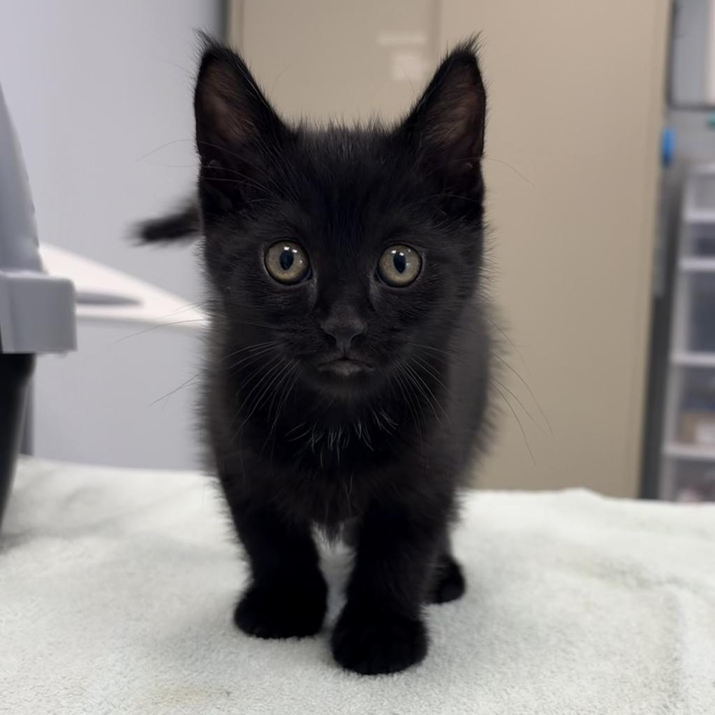 Shelter Stray Male Cat last seen , 593 Fairview Ave N, St Paul, MN 55104, USA