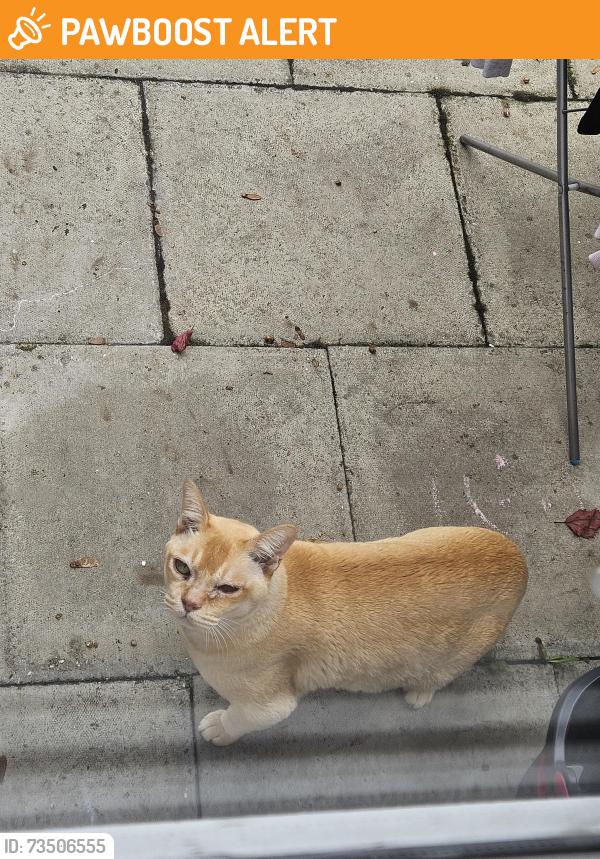 Found/Stray Unknown Cat last seen Goldsmith Road/Crescent Road, Greater London, England E10 5JJ