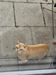 Found/Stray Unknown Cat last seen Goldsmith Road/Crescent Road, Greater London, England E10 5JJ