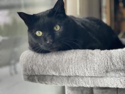 Lost Male Cat last seen Timberwick and Atwell, Dryden, MI 48428