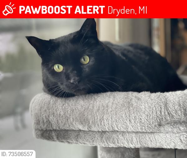 Lost Male Cat last seen Timberwick and Atwell, Dryden, MI 48428