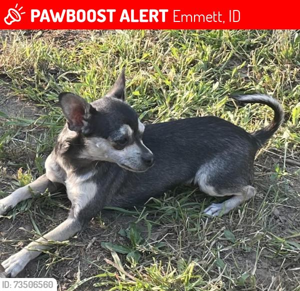 Lost Female Dog last seen Fuller rd Emmett idaho, Emmett, ID 83617
