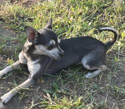 Lost Female Dog last seen Fuller rd Emmett idaho, Emmett, ID 83617