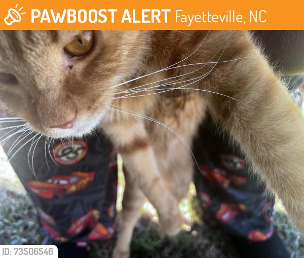 Found/Stray Unknown Cat last seen Lowes on Ramsey, Fayetteville, NC 28311