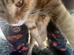 Found/Stray Unknown Cat last seen Lowes on Ramsey, Fayetteville, NC 28311