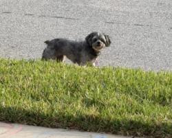 Reunited Female Dog last seen Lugano Way, Debary, DeBary, FL 32713