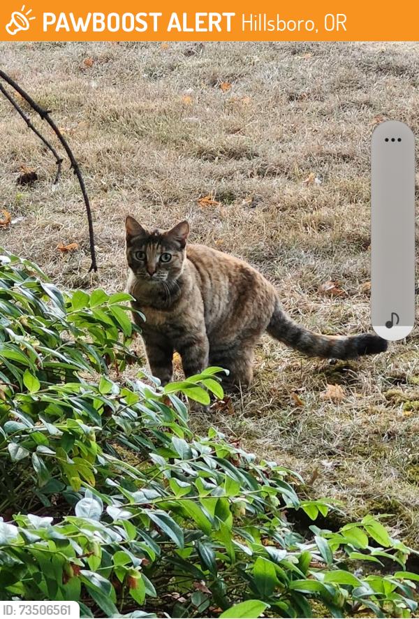 Found/Stray Female Cat last seen Brogden and NE 17th, Hillsboro, OR 97123