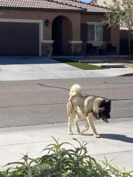 Found/Stray Male Dog last seen Peaceful valley Ln and eucalyptus, Victorville, CA 92392