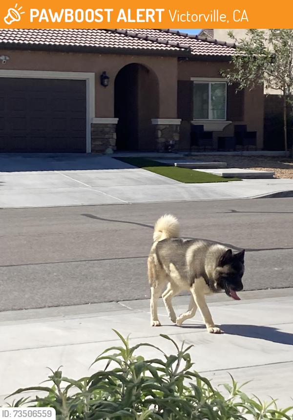 Found/Stray Male Dog last seen Peaceful valley Ln and eucalyptus, Victorville, CA 92392