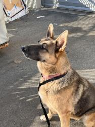 Found/Stray Female Dog last seen Rte. 66 & Compromise Line, Glendora, CA 91740