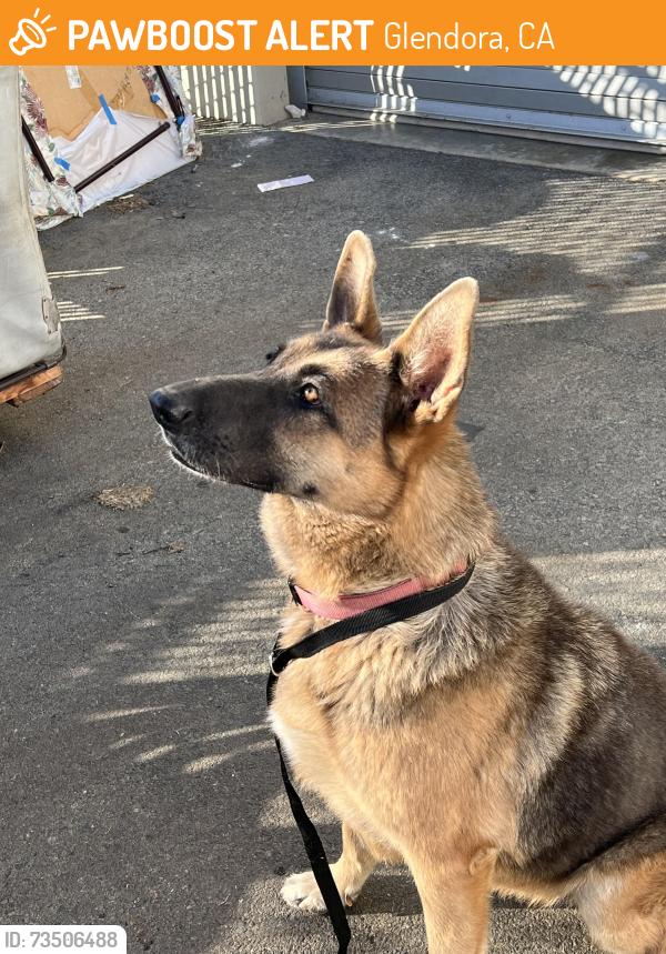 Found/Stray Female Dog last seen Rte. 66 & Compromise Line, Glendora, CA 91740
