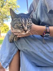 Found/Stray Unknown Cat last seen Sonic in Orem, Orem, UT 84057