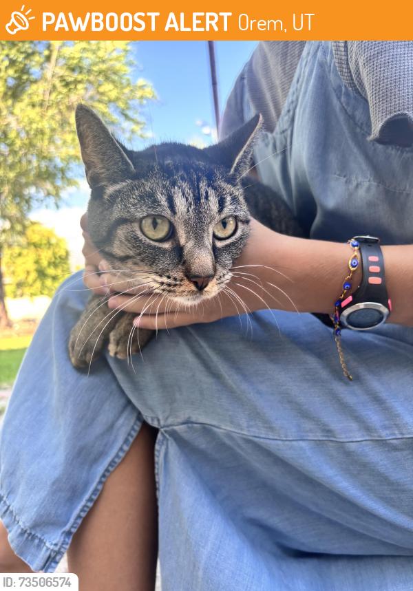 Found/Stray Unknown Cat last seen Sonic in Orem, Orem, UT 84057