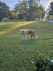 Found/Stray Unknown Dog last seen All That Beauty Supply, Smiths Station, AL 36877