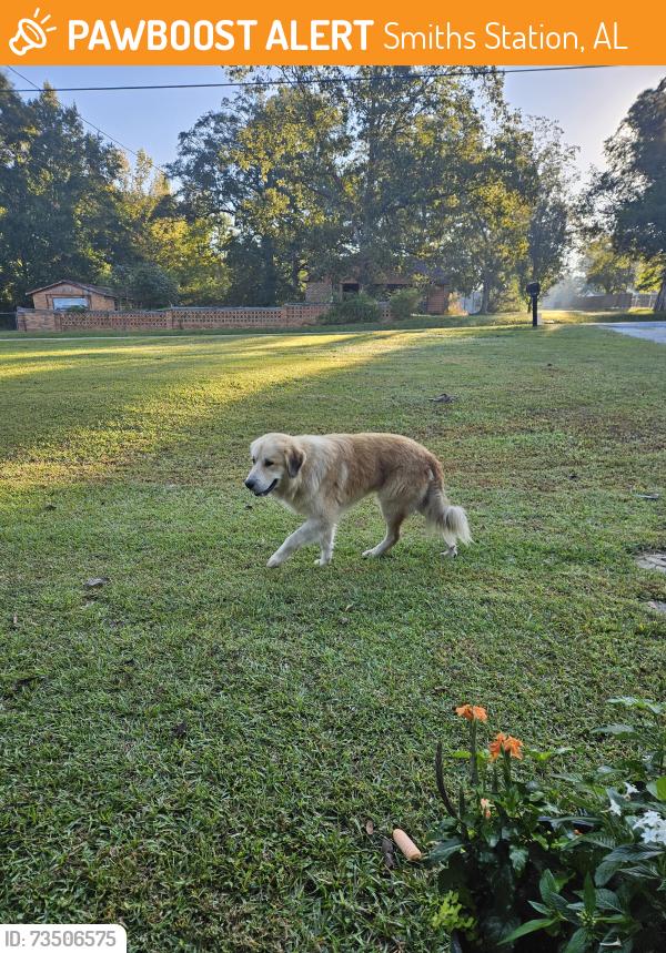 Found/Stray Unknown Dog last seen All That Beauty Supply, Smiths Station, AL 36877
